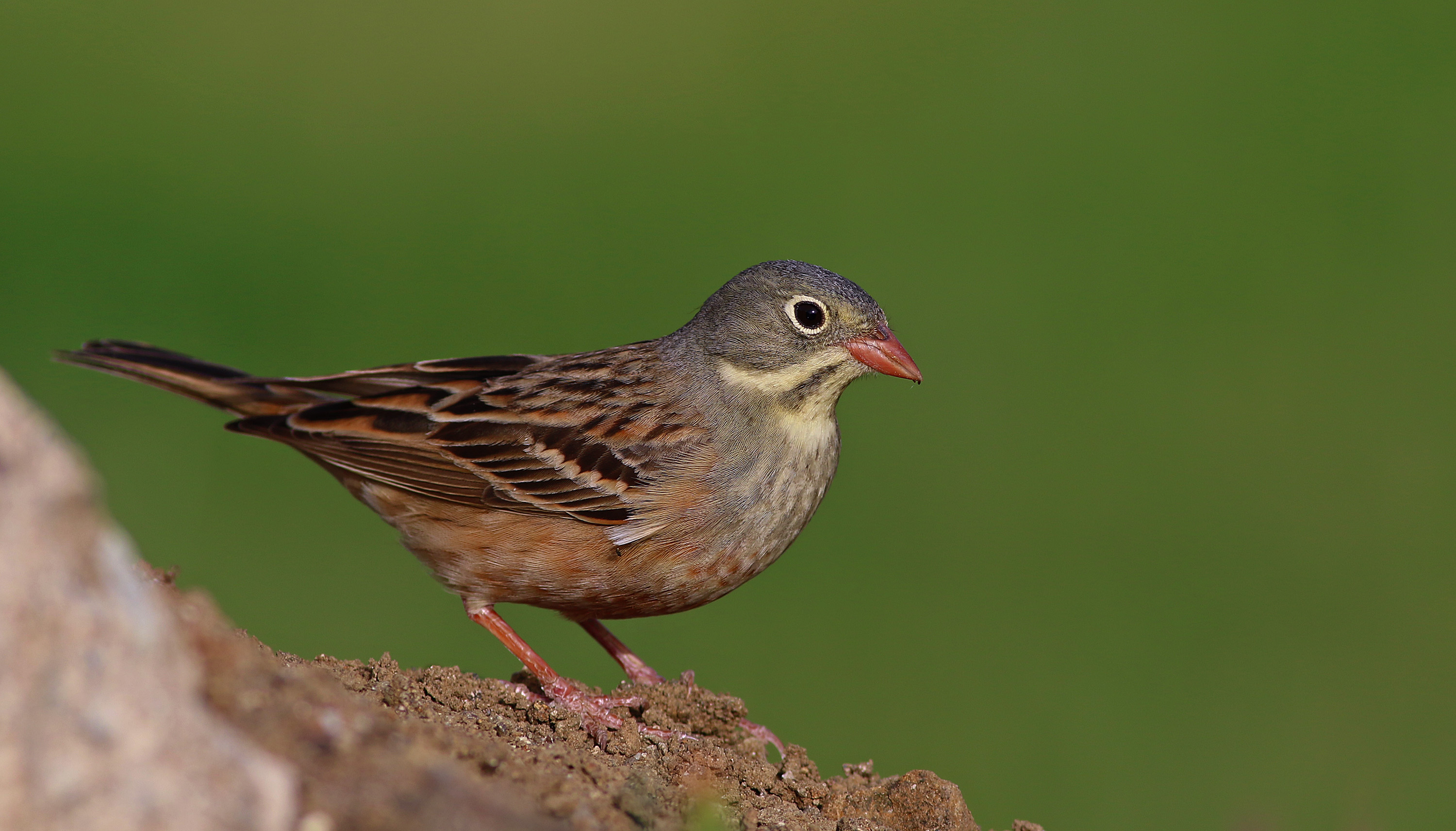 Ortolan Bunting
